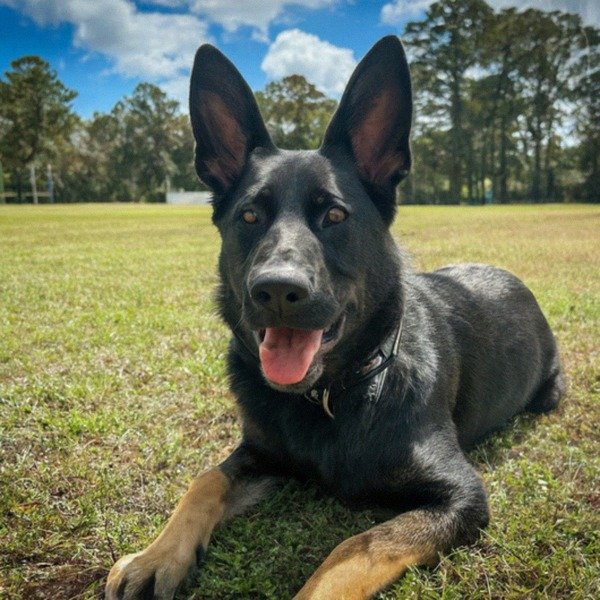 German Shepherd in Tallahassee, Florida