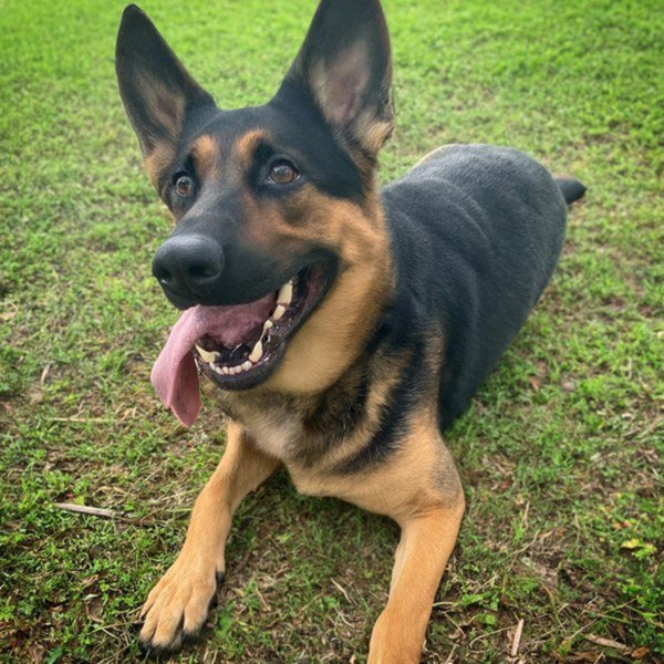 German Shepherd in Tampa, Florida