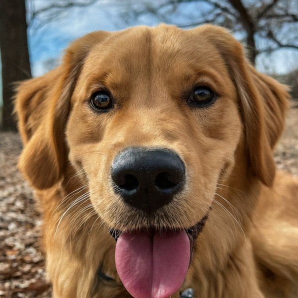 Golden Retriever in Arlington, Texas