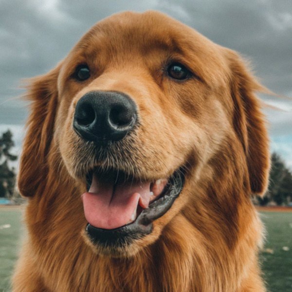 Golden Retriever in Bakersfield, California