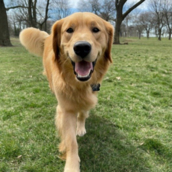 Golden Retriever in Buffalo, New York