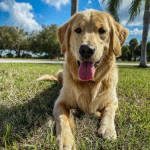 Golden Retriever in Cape Coral, Florida