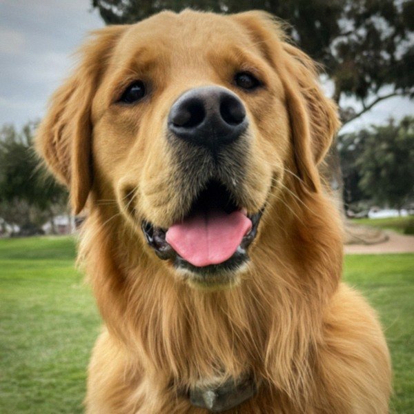 Golden Retriever in Chula Vista, California