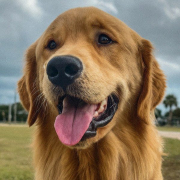 Golden Retriever in Corpus Christi, Texas