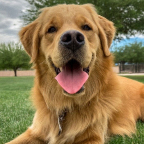 Golden Retriever in El Paso, Texas