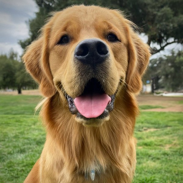 Golden Retriever in Escondido, California