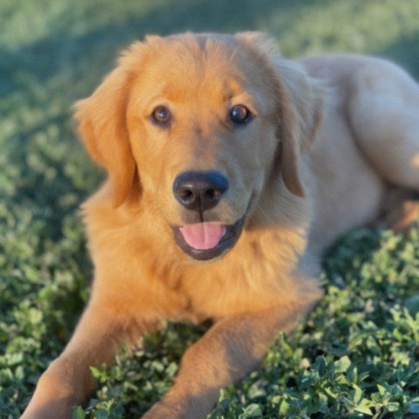 Golden Retriever in Fontana, California