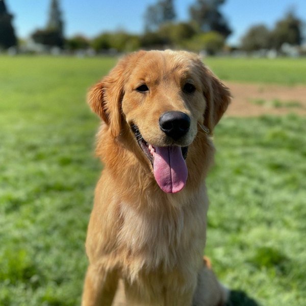 Golden Retriever in Fremont, California