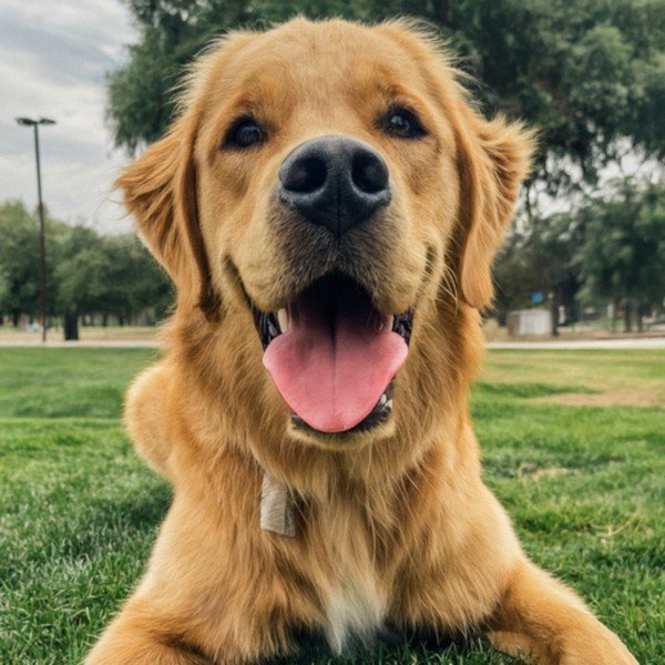 Golden Retriever in Fresno, California