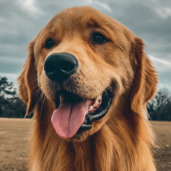 Golden Retriever in Frisco, Texas