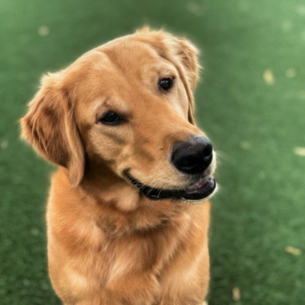Golden Retriever in Garland, Texas