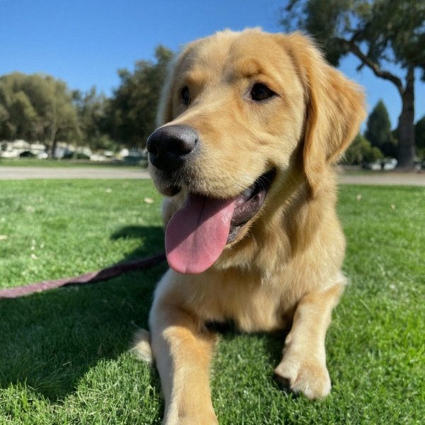 Golden Retriever in Hayward, California