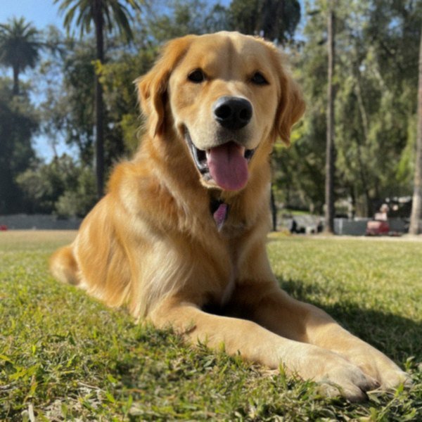 Golden Retriever in Hollywood, California