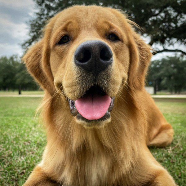 Golden Retriever in Houston, Texas