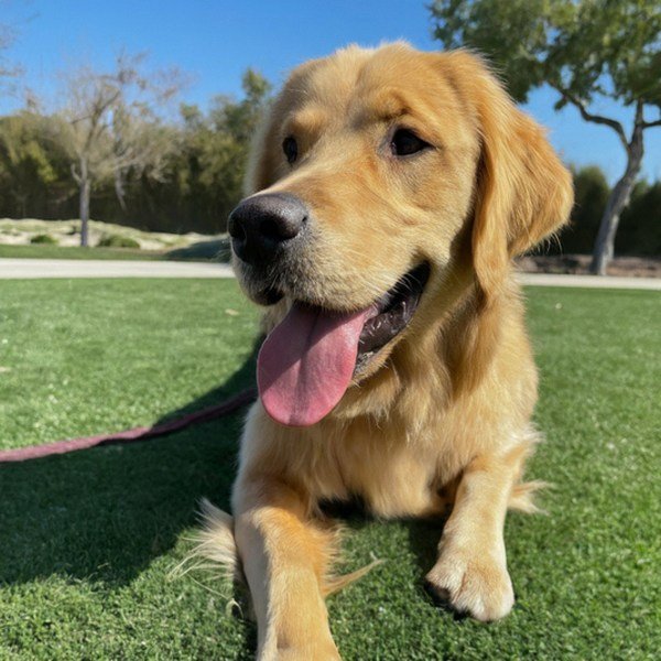 Golden Retriever in Irvine, California