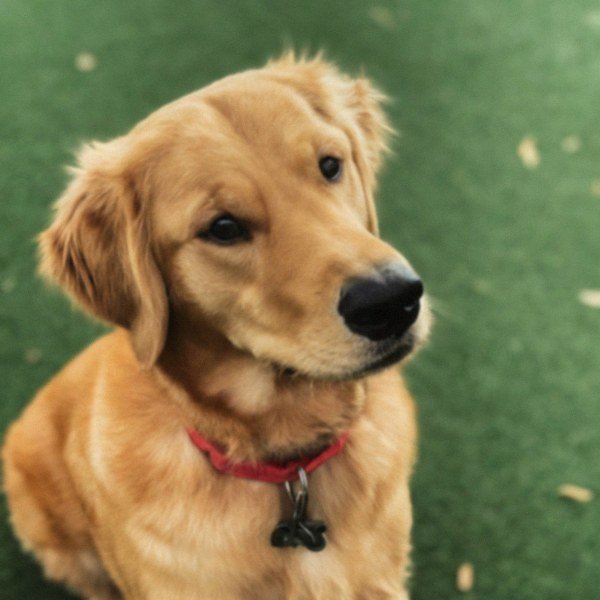 Golden Retriever in Irving, Texas
