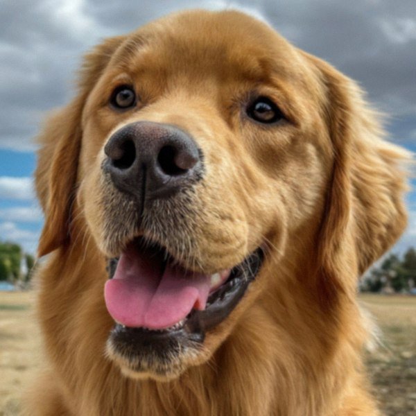 Golden Retriever in Lancaster, California