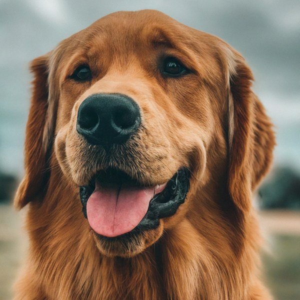 Golden Retriever in Laredo, Texas