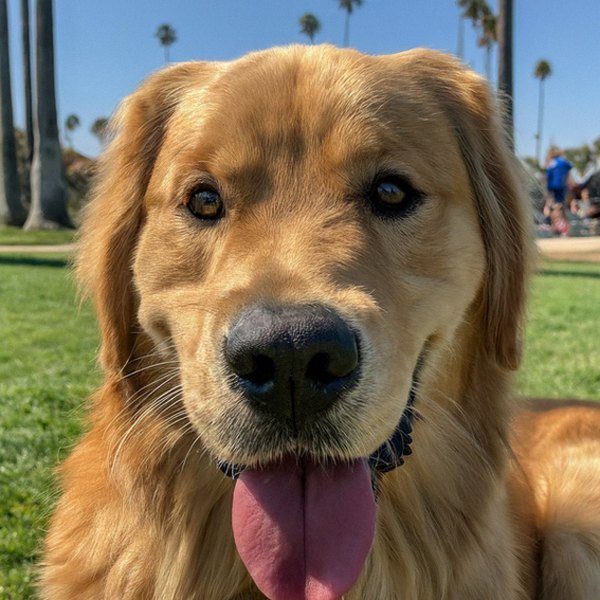 Golden Retriever in Long Beach, California