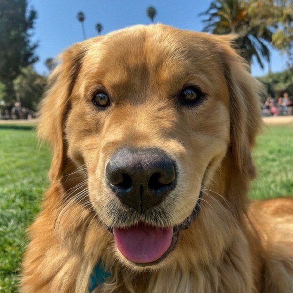 Golden Retriever in Los Angeles, California