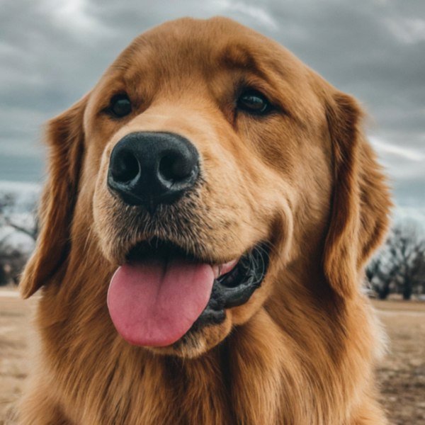 Golden Retriever in Lubbock, Texas