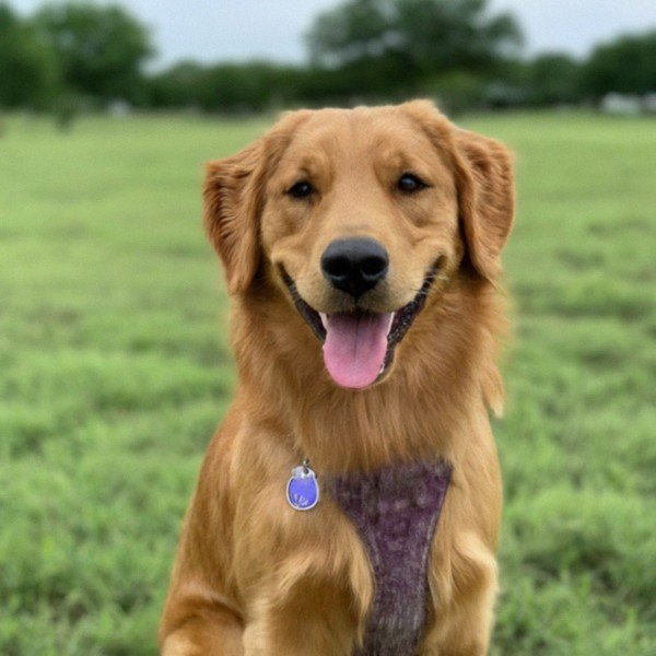 Golden Retriever in McKinney, Texas