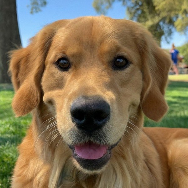 Golden Retriever in Modesto, California