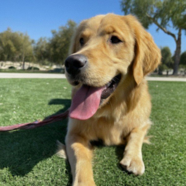 Golden Retriever in Moreno Valley, California