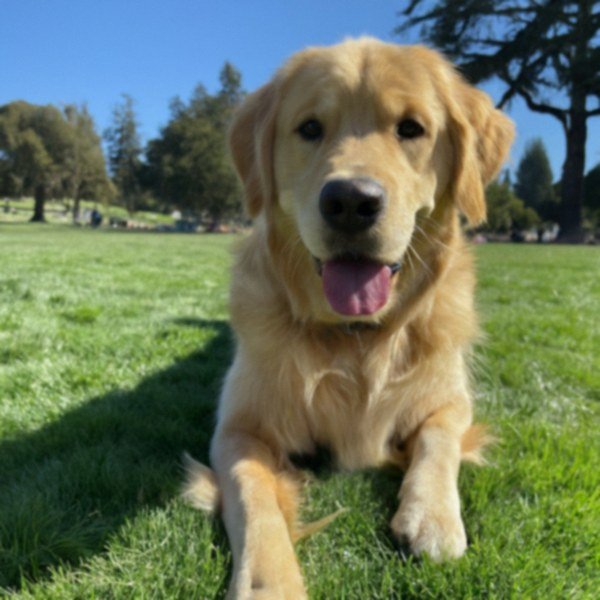 Golden Retriever in Oakland, California