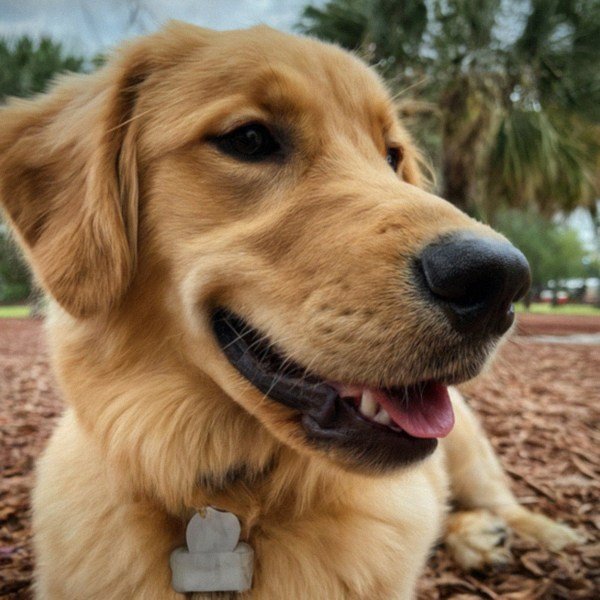 Golden Retriever in Orlando, Florida