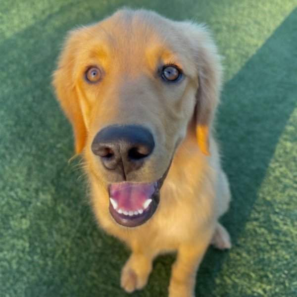 Golden Retriever in Palmdale, California
