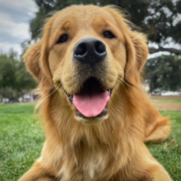 Golden Retriever in Pasadena, California