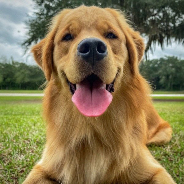 Golden Retriever in Pembroke Pines, Florida