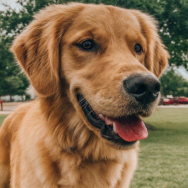 Golden Retriever in Plano, Texas