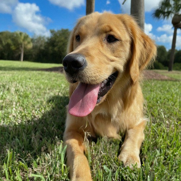 Golden Retriever in Port St. Lucie, Florida
