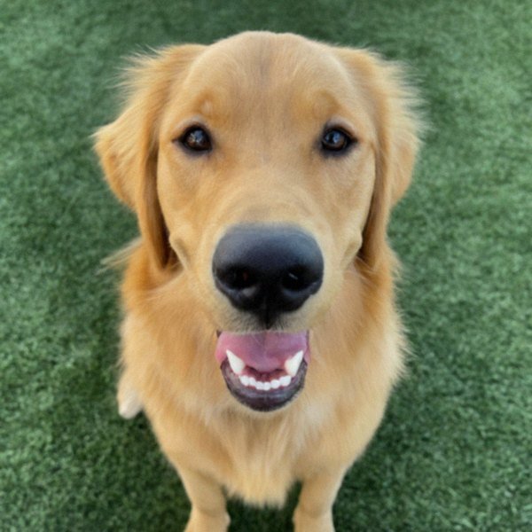 Golden Retriever in Riverside, California