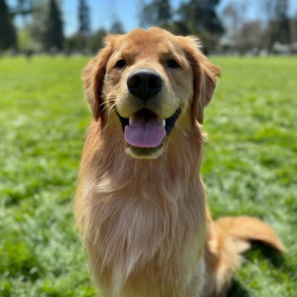 Golden Retriever in Sacramento, California
