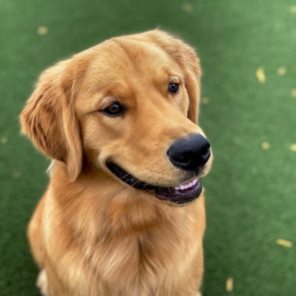 Golden Retriever in Salinas, California