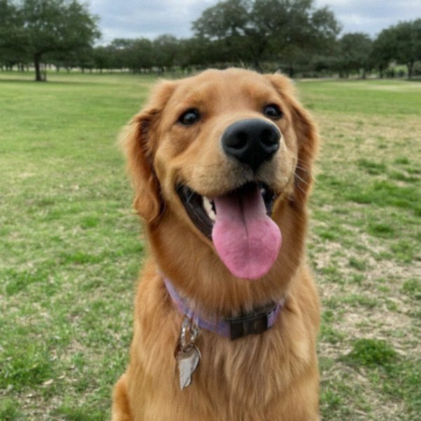 Golden Retriever in San Antonio, Texas