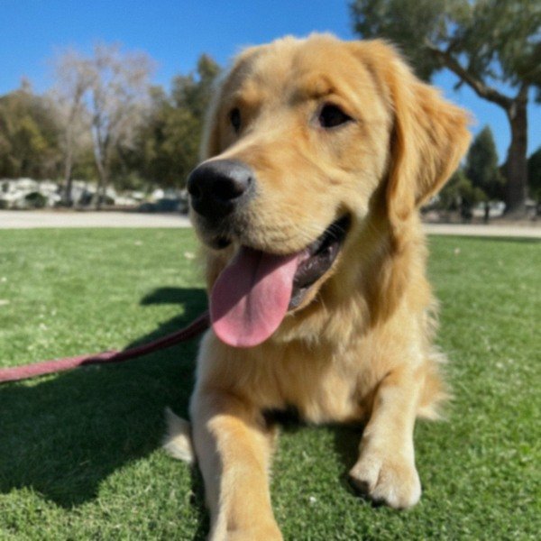 Golden Retriever in San Bernardino, California