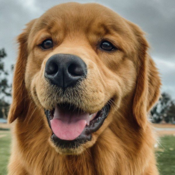 Golden Retriever in San Diego, California