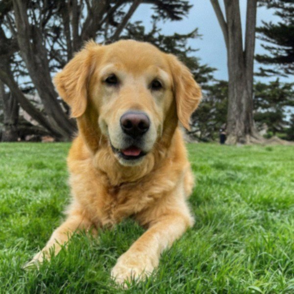Golden Retriever in San Francisco, California