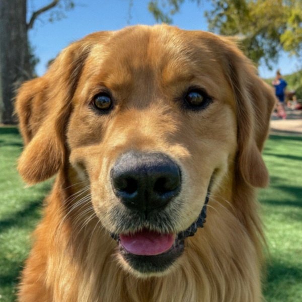 Golden Retriever in Santa Clarita, California