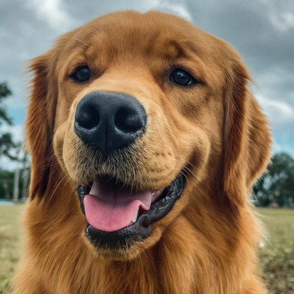 Golden Retriever in St. Petersburg, Florida