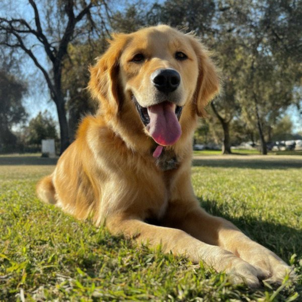 Golden Retriever in Stockton, California