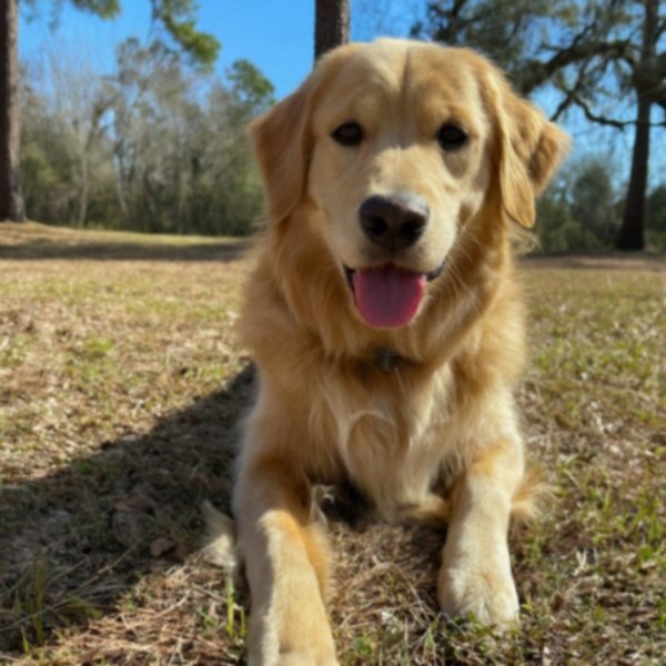 Golden Retriever in Tallahassee, Florida