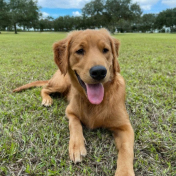 Golden Retriever in Tampa, Florida
