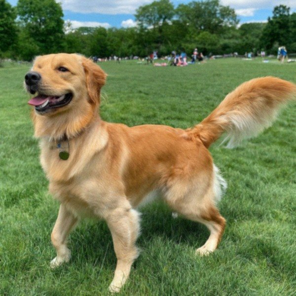 Golden Retriever in Yonkers, New York