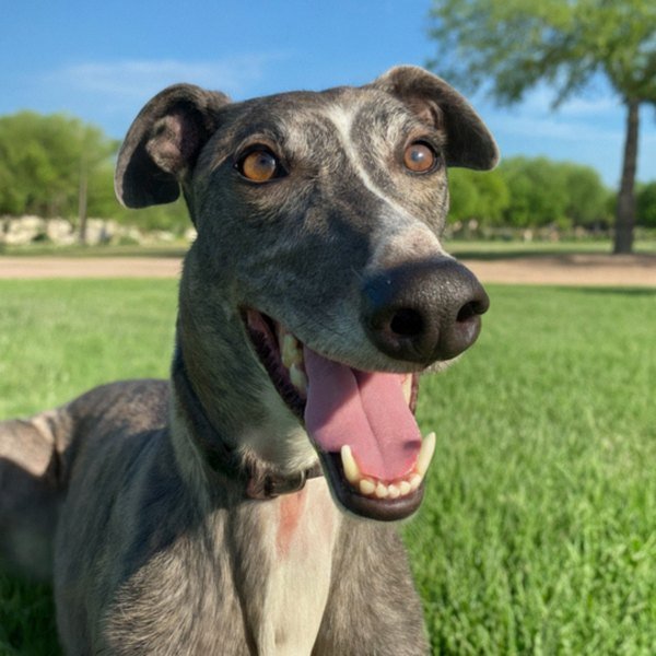 Greyhound in Amarillo, Texas