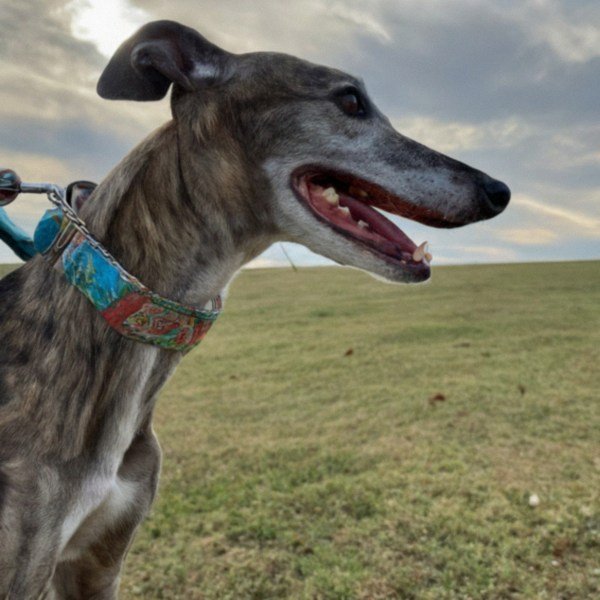 Greyhound in Arlington, Texas